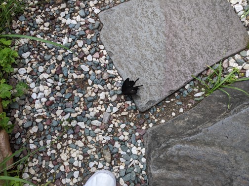 愛知県 コンドウ理容園 黒揚羽蝶(クロアゲハチョウ)_2