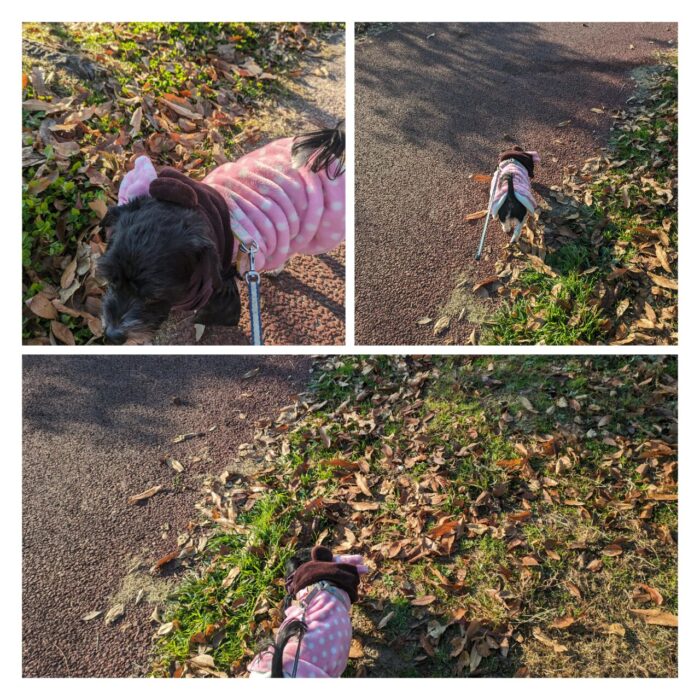 ココア 日高公園でお散歩中